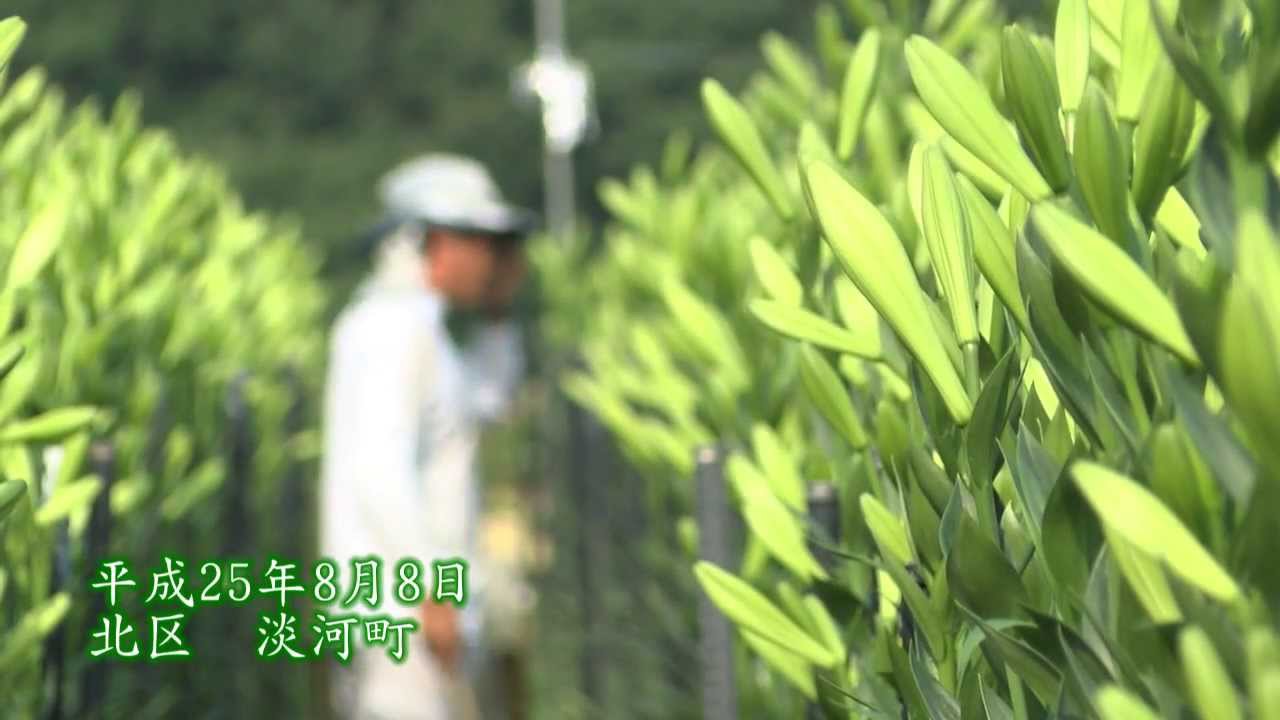 Đơn hàng trồng hoa ly tại Aichi